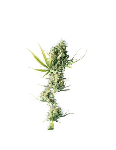 Sensi Seeds Durban Fem - Imagen 1