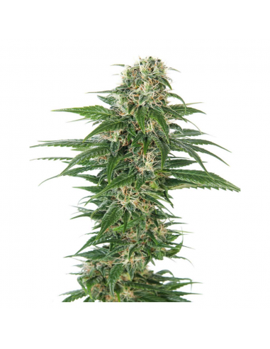 Sensi Seeds Early Skunk Auto - Imagen 1