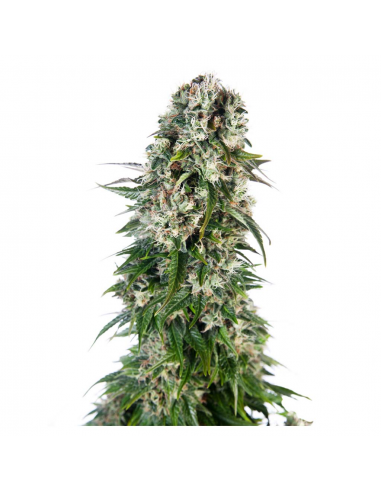 Sensi Seeds Big Bud Auto - Imagen 1