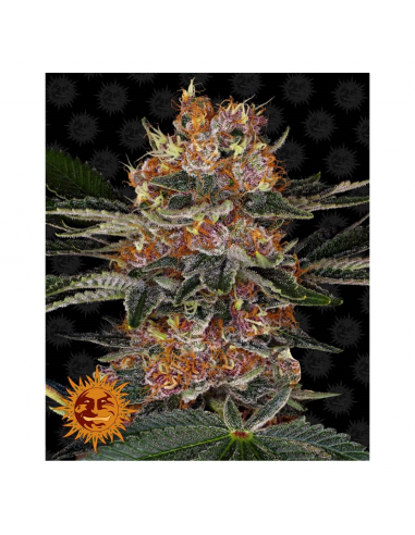 Barney´S Farm Purple Punch Fem - Imagen 1