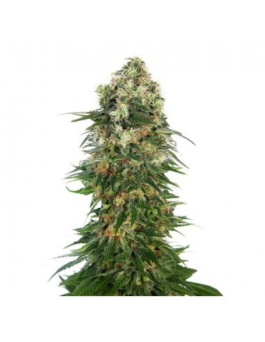 Sensi Seeds Shiva Skunk Auto - Imagen 1