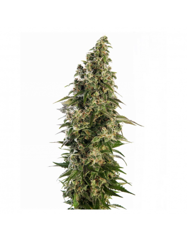 Sensi Seeds Afghani #1 Auto - Imagen 1