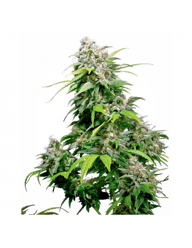 Sensi Seeds California Indica Fem. - Imagen 1