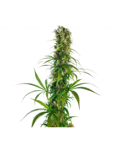 Sensi Seeds Michka 10Und Reg - Imagen 1