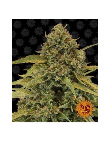 Barney´S Farm Bad Azz Kush 1Und Fem - Imagen 1