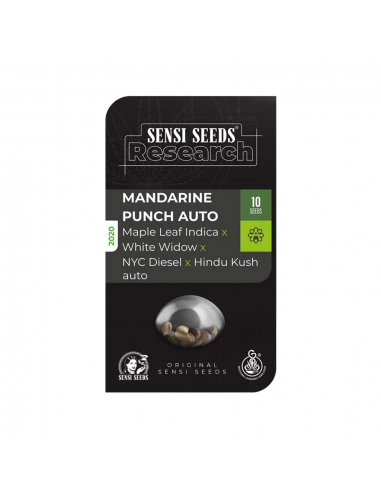 Sensi Seeds Mandarine Punch Auto - Imagen 1