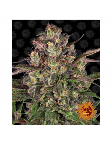 Barney´S Farm Peyote Critical 1Und Fem - Imagen 1