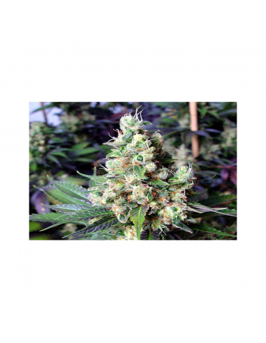 Soma Seeds N.Y.C. Diesel Reg. - Imagen 1