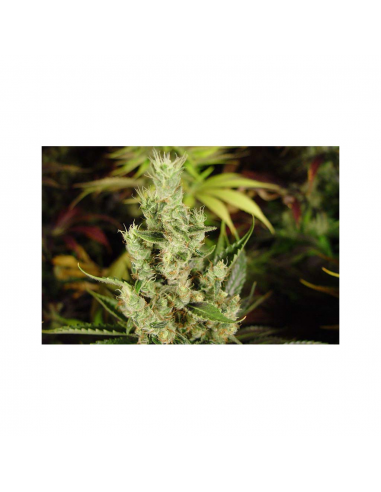 Soma Seeds Amnesia Haze Reg. - Imagen 1