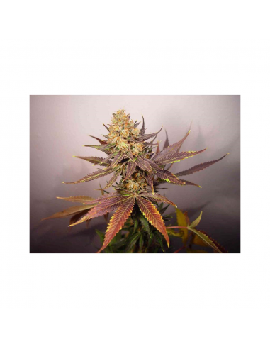 Soma Seeds Lavender Reg. - Imagen 1