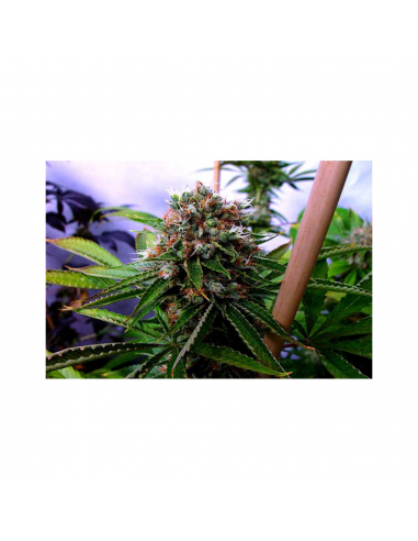 Soma Seeds Buddha Sister Reg. - Imagen 1