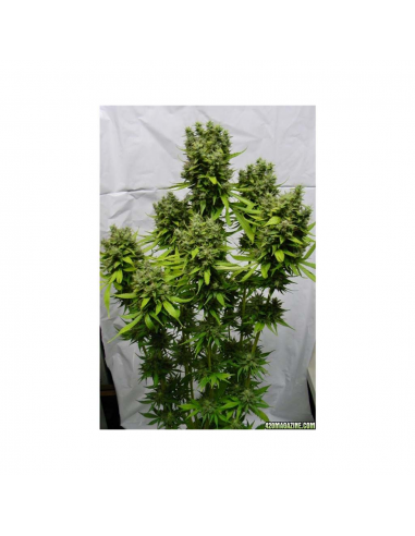 Soma Seeds Free Tibet Reg. - Imagen 1