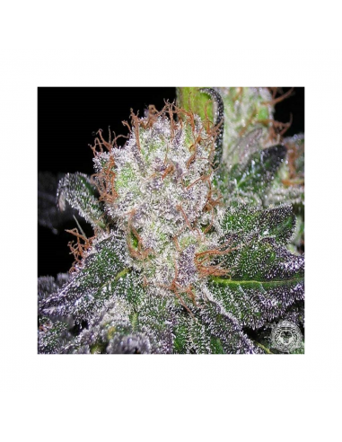 Soma Seeds Amethyst Bud Reg. - Imagen 1