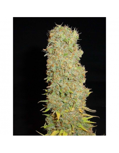 Soma Seeds Kahuna Reg. - Imagen 1