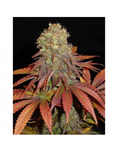 Soma Seeds Rock Bud Reg. - Imagen 1