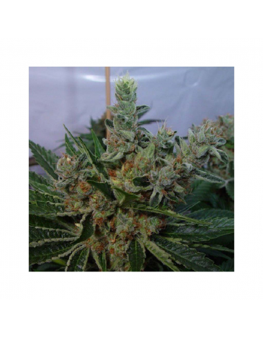 Soma Seeds White Willow Reg. - Imagen 1