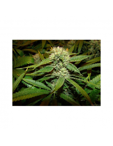 Soma Seeds Afghan Delight 10Und Reg. - Imagen 1