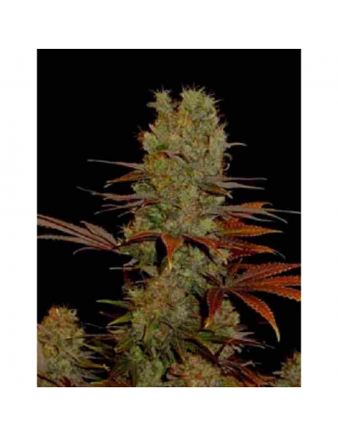 Soma Seeds Haze Heaven 10Und Reg. - Imagen 1