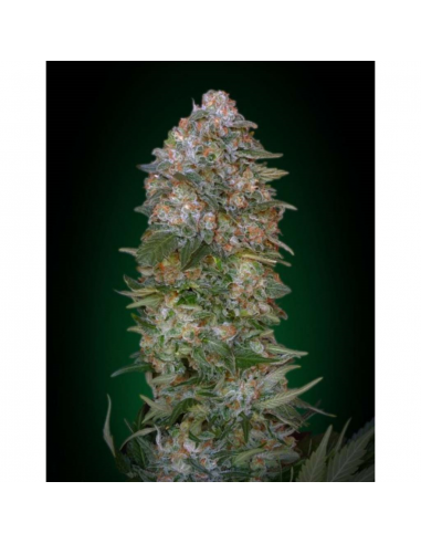 Soma Seeds Soma Salad 10Und Reg. - Imagen 1