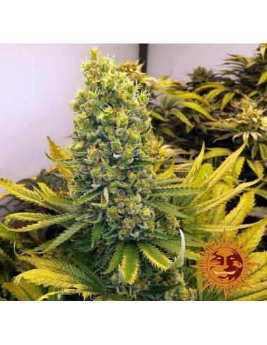 Barney´S Farm Utopia Haze 1Und Fem - Imagen 1