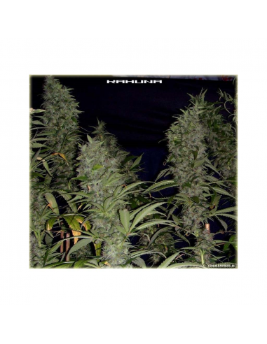 Soma Seeds Big Kahuna Reg. - Imagen 1