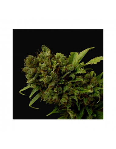 Soma Seeds Citralah Reg. - Imagen 1