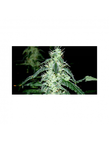 Soma Seeds Hash Heaven Reg. - Imagen 1