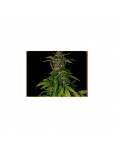 Soma Seeds Kilimanjaro Reg. 10 Und - Imagen 1