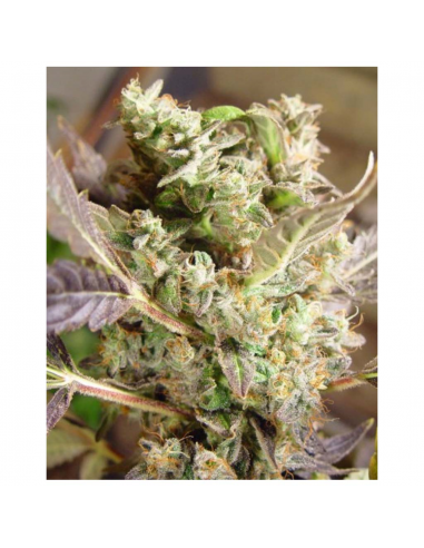 Soma Seeds Somango Fem. - Imagen 1