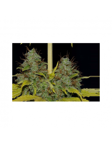 Soma Seeds White Willow Fem - Imagen 1