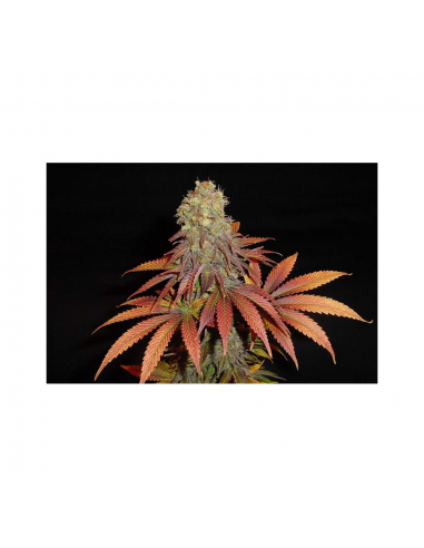 Soma Seeds Rock Bud Fem. - Imagen 1