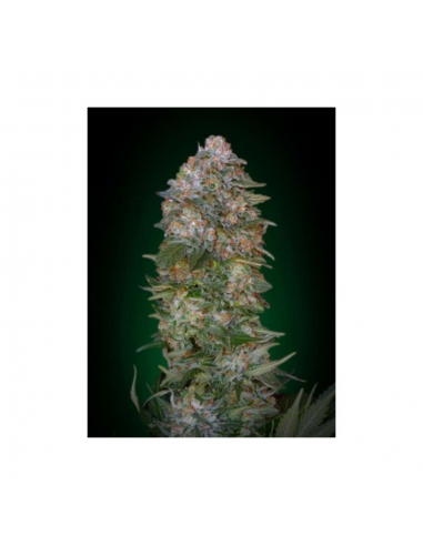 Soma Seeds Soma Salad Fem. - Imagen 1