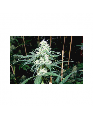 Soma Seeds Somantra Fem - Imagen 1