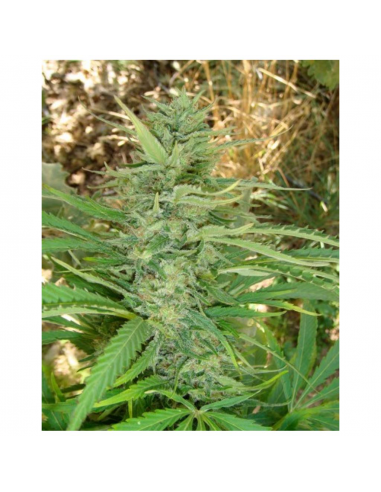 Soma Seeds Kushadelic Fem. - Imagen 1