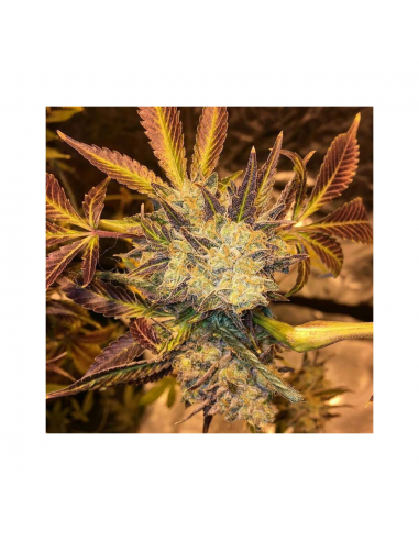 Soma Seeds G13 Haze N.Y.C. Diesel Reg. - Imagen 1