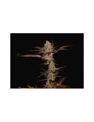 Soma Seeds G13 Haze Lavender Reg. - Imagen 1