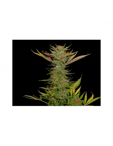 Soma Seeds G13 Haze Reclining Buddha Reg. - Imagen 1