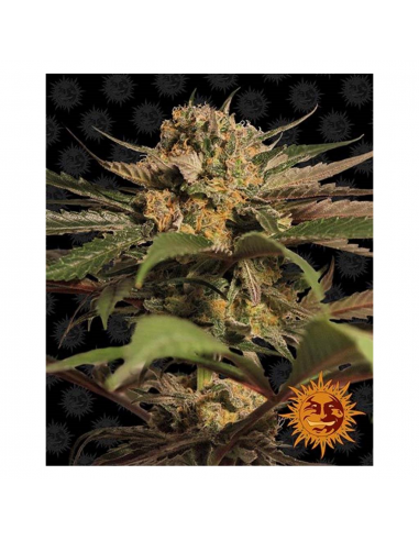 Barney´S Farm Violator Kush 1Und Fem - Imagen 1