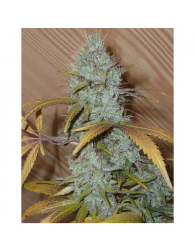 Soma Seeds G13 Haze Somango Reg. - Imagen 1