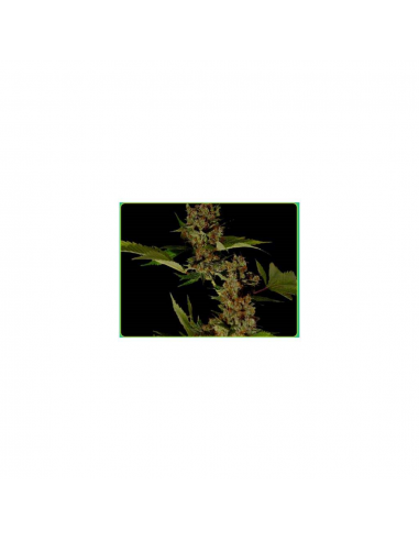 Soma Seeds G13 Haze Free Tibet 10Und Reg. - Imagen 1