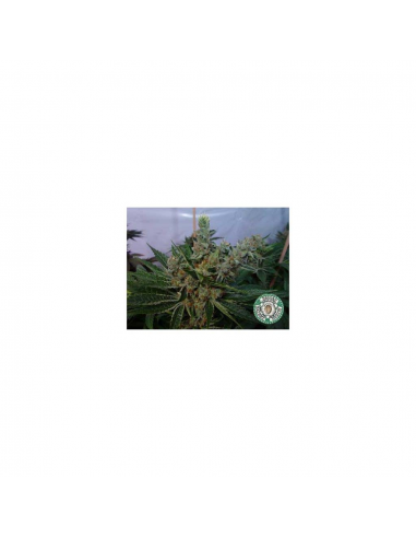 Soma Seeds G13 Haze White Light 10Und Reg. - Imagen 1