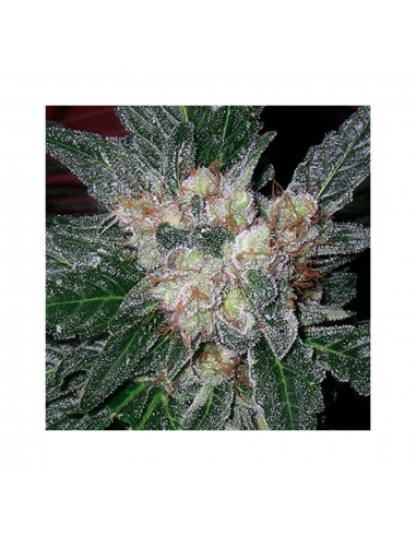 Soma Seeds G13 Haze Amethyst Reg. - Imagen 1