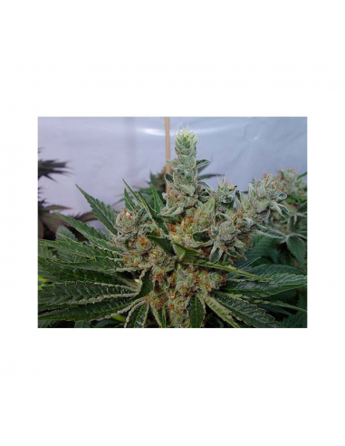 Soma Seeds G13 Haze White Willow Reg. - Imagen 1