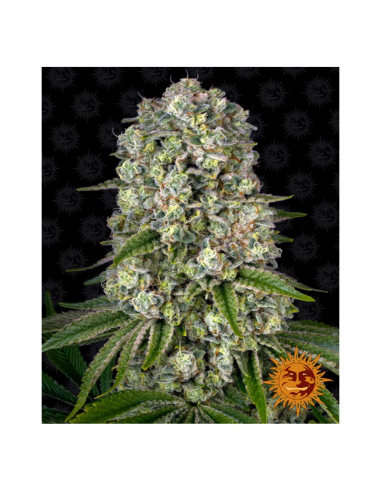 Barney´S Farm Tropicanna Banana Fem - Imagen 1