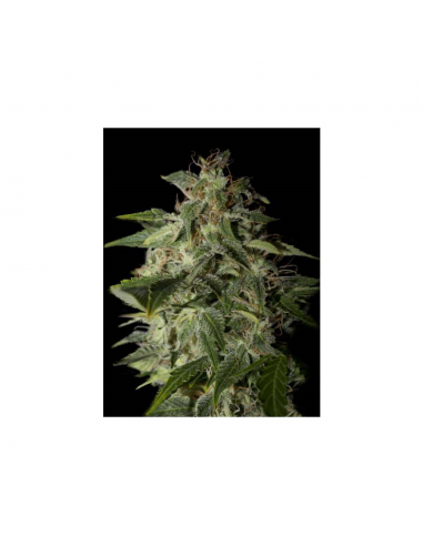 Strain Hunters Afgooey Fem - Imagen 1