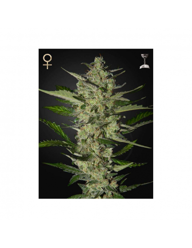 Strain Hunters Flowerbomb Kush Fem - Imagen 1