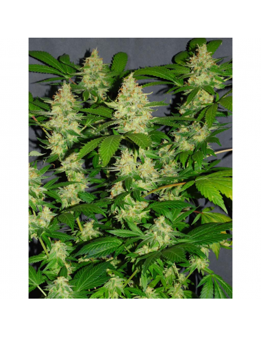 Strain Hunters White Lemon fem - Imagen 1