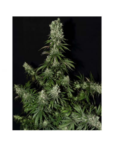 Strain Hunters White Strawberry Skunk Fem - Imagen 1