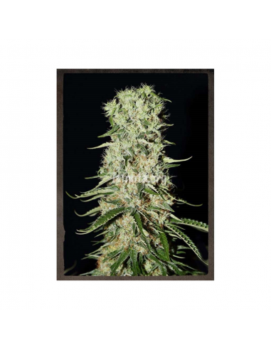 Strain Hunters Damnesia Auto - Imagen 1