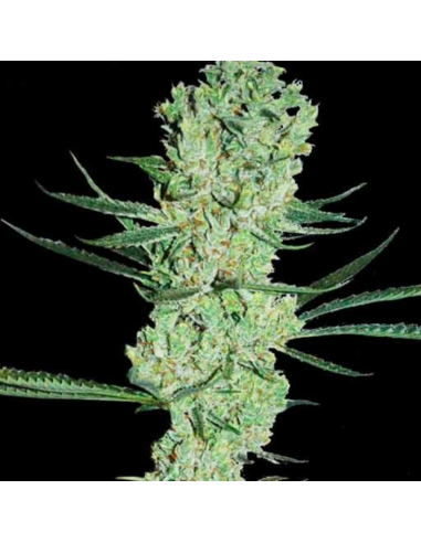 Super Strains Amnesia Fem - Imagen 1